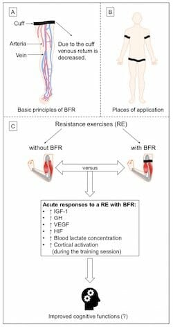 Blood Flow Restriction Training [2023]: Ultimate Beginner’s Guide to BFRT