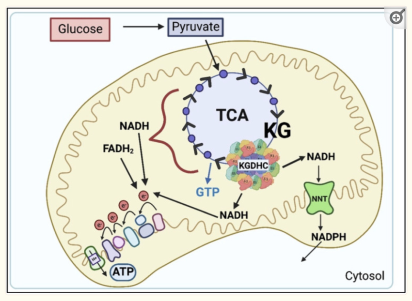 Alpha-Ketoglutarate: A Key to Healthspan and Fighting Age-Related Diseases