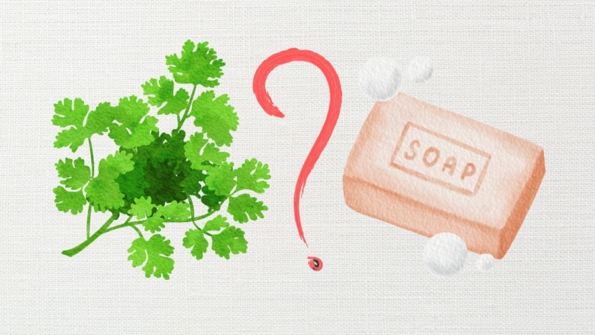 Does cilantro taste like soap to you?