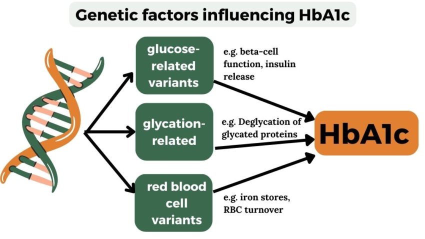 HbA1c: Exploring the Role of Genetics in A1c Testing