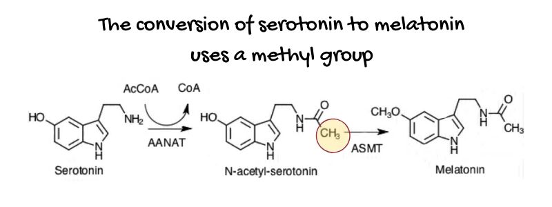 MTHFR Mutation: What is it? How to check your raw data.