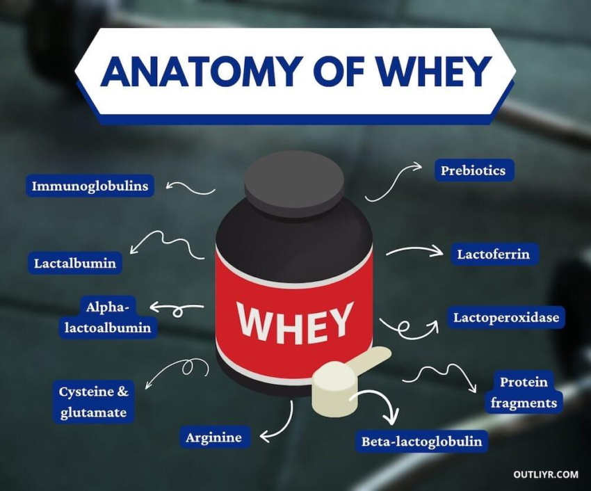 15 Top Grass-Fed Whey Protein Powders [2023 Review & Comparison]