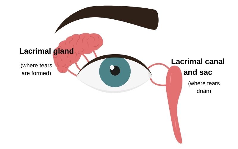 Dry Eyes: Using Genomics to Find Solutions