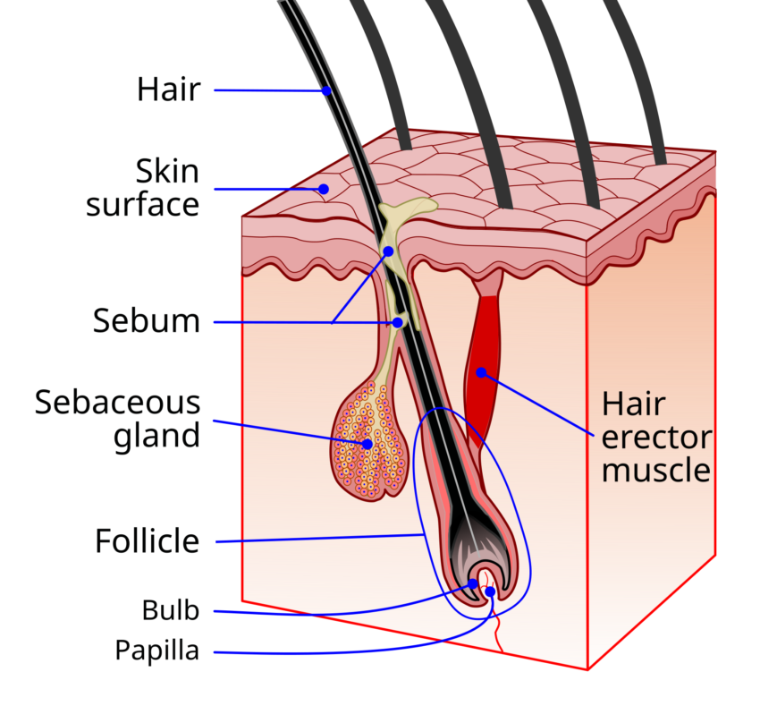 The Genetics Behind Gray Hair: Causes, Factors, and Natural Solutions