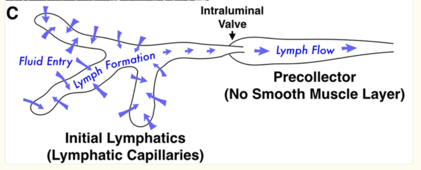 Lymphedema