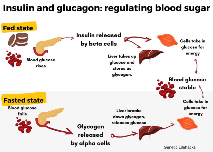 Blood glucose levels: how your genes impact blood sugar regulation