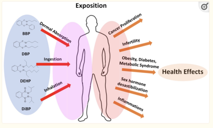 Phthalates: Genes, Detoxification, and Diet