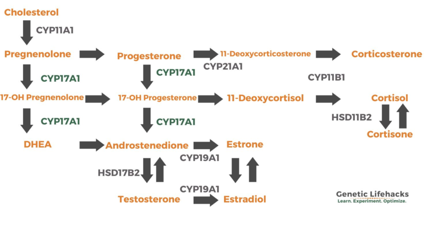 CYP17A1: Steroid Hormone Production and Metabolism