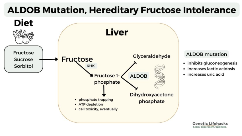 Fructose Intolerance: Hereditary or Dietary?