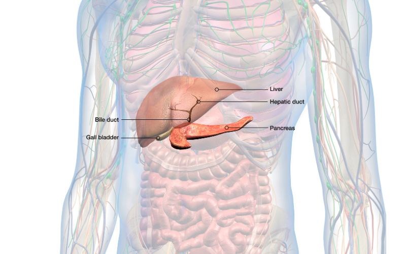 Pancreatitis: Genetics, causes, and pancreatic insufficiency