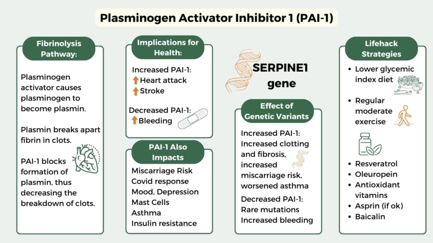 Plasminogen Activator Inhibitor-1 (PAI-1)