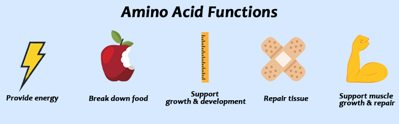 Everything You Need to Know About Amino Acids