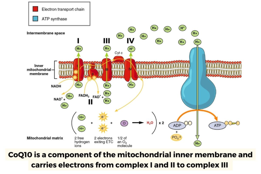 CoQ10 Deficiency: Mitochondrial energy