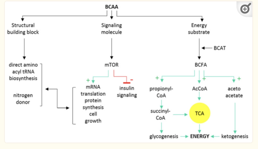 Insulin Resistance: Learning from Genetic Research