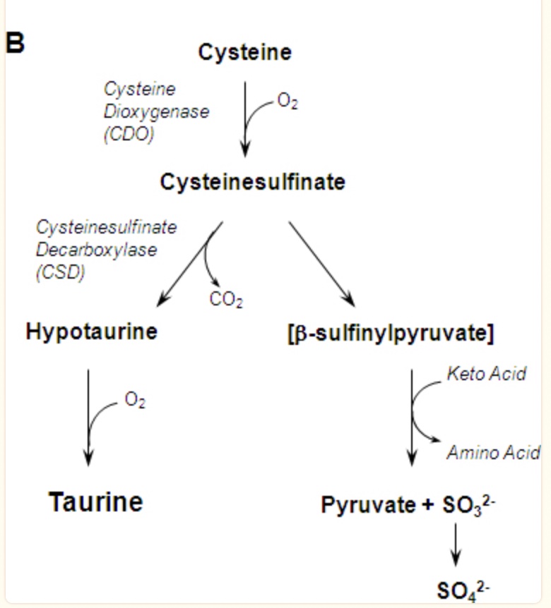 Taurine: Research on healthspan and supplements