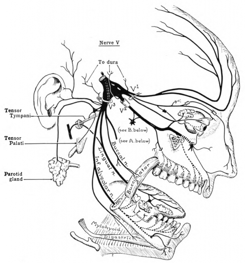 Migraines: Genes, Root Causes, and Personalized Solutions