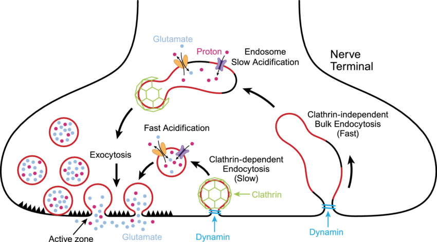 Plasmalogens: Healthy Brain Aging and More