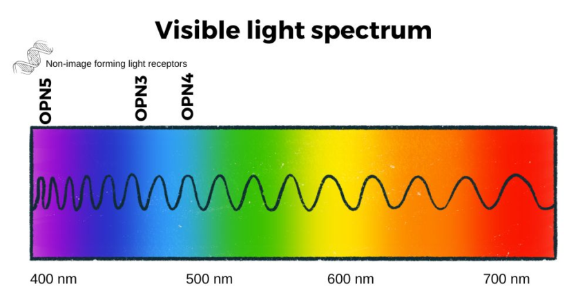 Melanopsin: Light response, circadian rhythm, and blue light exposure