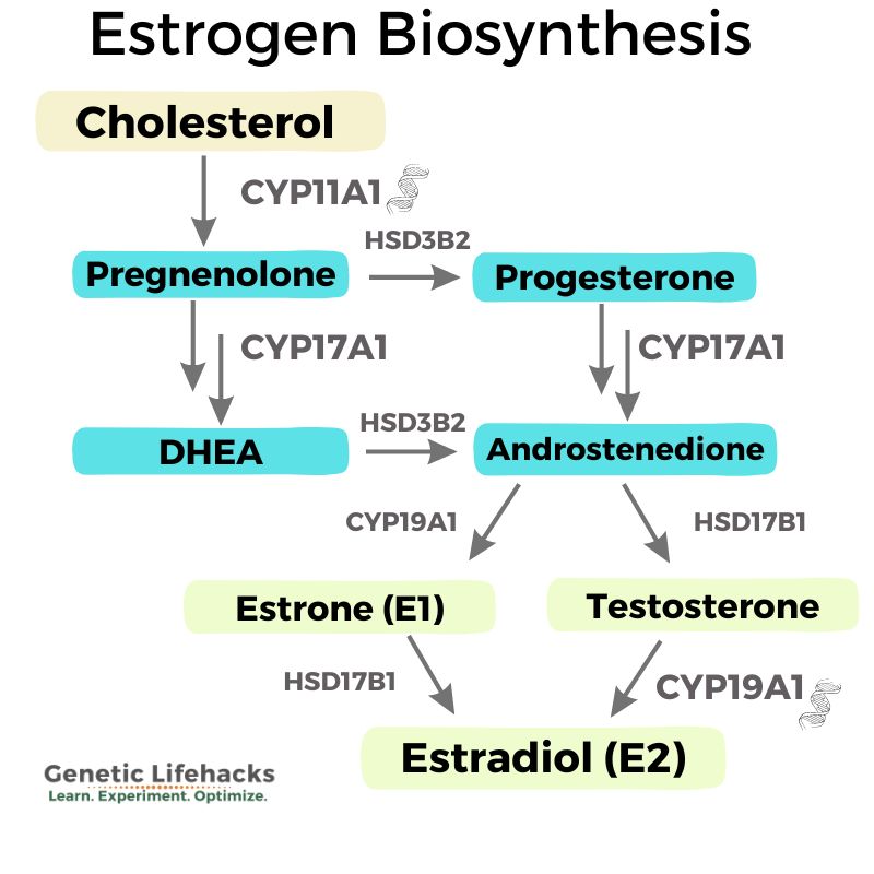 Estrogen: How it is made and how we get rid of it