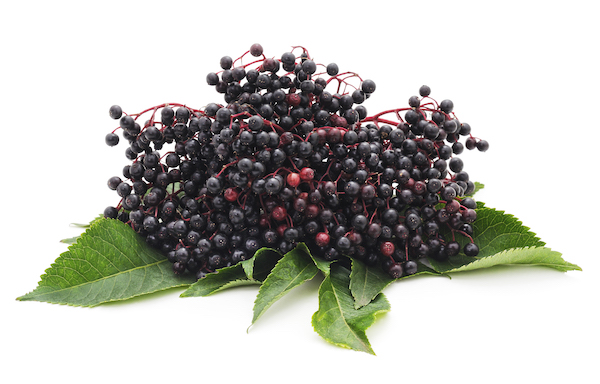 Elderberry: The All-Natural, Immune-Boosting Superfood