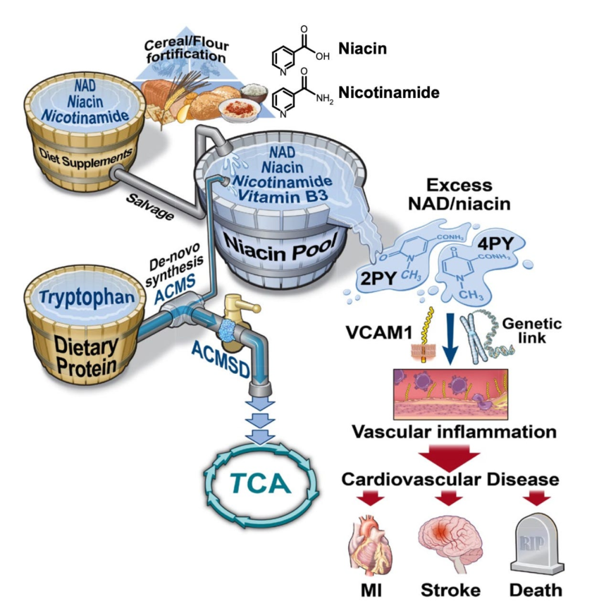 Niacin and Heart Disease: Genetic Interaction