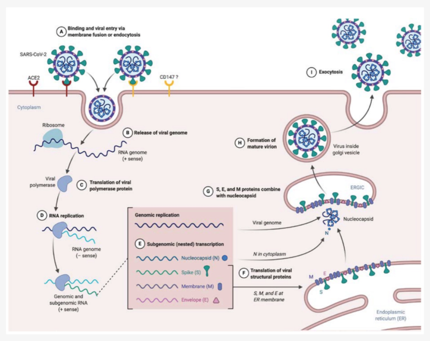 Long Covid: Genetics, Multiple Causes, and Possible Solutions