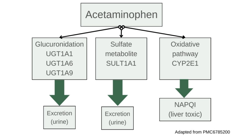 Acetaminophen and Liver Damage: Understanding the Role of Genetics