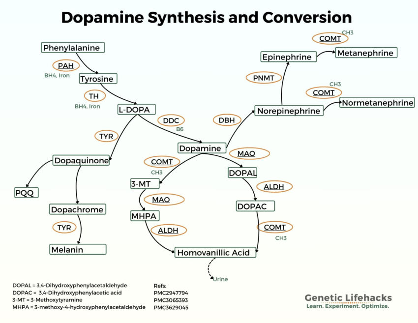 Dopamine Synthesis SNPs: Genes and making dopamine