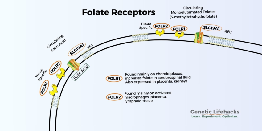 FOLR1 and FOLR2: Transporting folate, folinic acid, and folic acid into cells