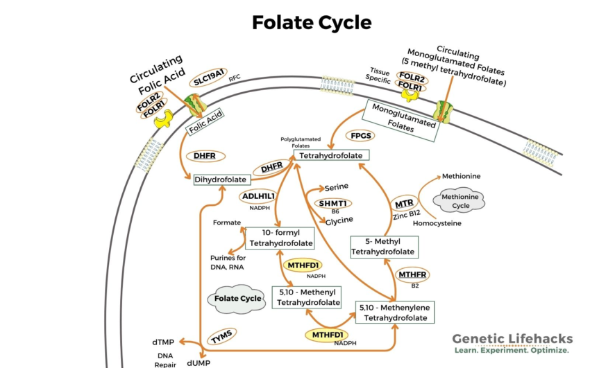 MTHFD1: Folate and Choline