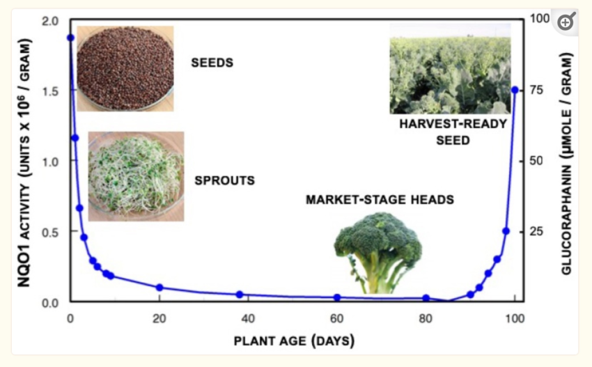 Sulforaphane: Studies, Genetic Connections