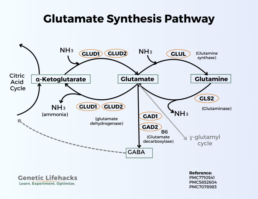 Glutamate: Synthesis, transport, and supplement interactions