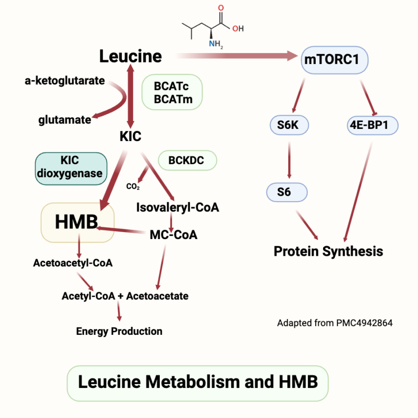 HMB Supplement and Muscle Mass