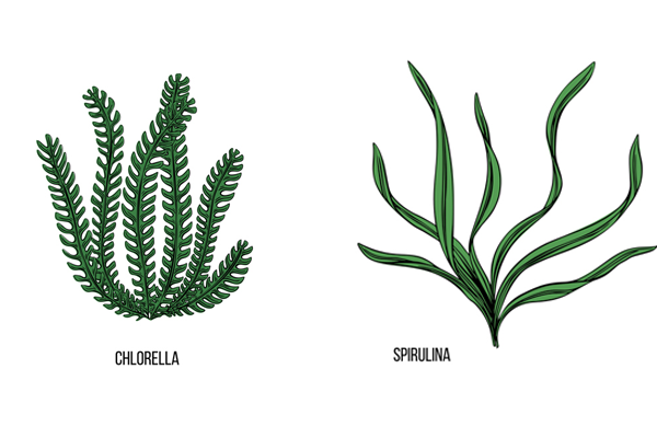 Chlorella vs Spirulina: Which Microalgae Is Better for You?