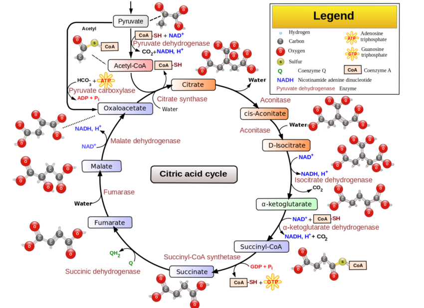 Pyruvate Dehydrogenase Deficiency – Mitochondrial Dysfunction and Lactate Production