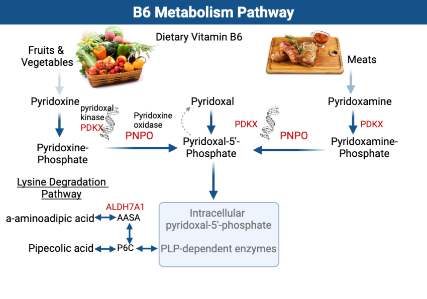 Vitamin B6: Genetics, Absorption, and Deficiency